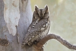 Scops Owl