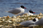 Mediterranean Gulls