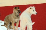 Husky puppies 5446