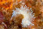 Antiopella cristata