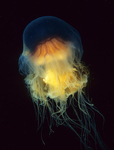 Cyanea capillata