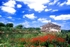 House in Poppy Field