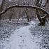 Arched Branch