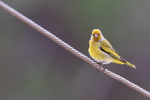 Cape Canary portfolio
