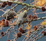 Female Crossbill