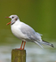 Black-Headed Gull