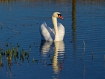 Mute Swan