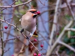 Waxwing