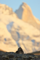 Puma Petaca and sunlit Torres Sur, Torres del Paine, Chile