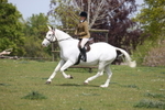 Class 34 - Best Riding Horse Over 14.2hh portfolio
