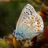 Common Blue (01)