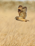 Short-eared Owl lifts off, Hawling, Gloucestershire