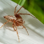 Long-legged hunting spider ( Oxyopes lineatus) male