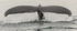 Humpback Tail
