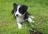 10 Seven weeks old