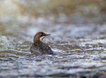 Dipper - Cinclus cinclus