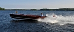 Whippet23-3146