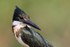 Green Kingfisher head close view, Pantanal, Brazil