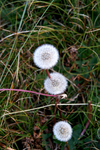 West Wittering - 70