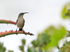 Grey Sunbird
