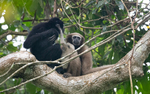 Gibbon couple with baby