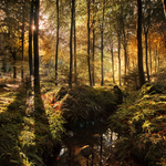 Tollymore Light