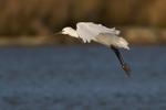 Spoonbill coming into land on Brownsea Lagoon