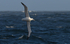 Albatros Errante