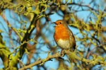 Robin