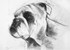 "BULLDOG"