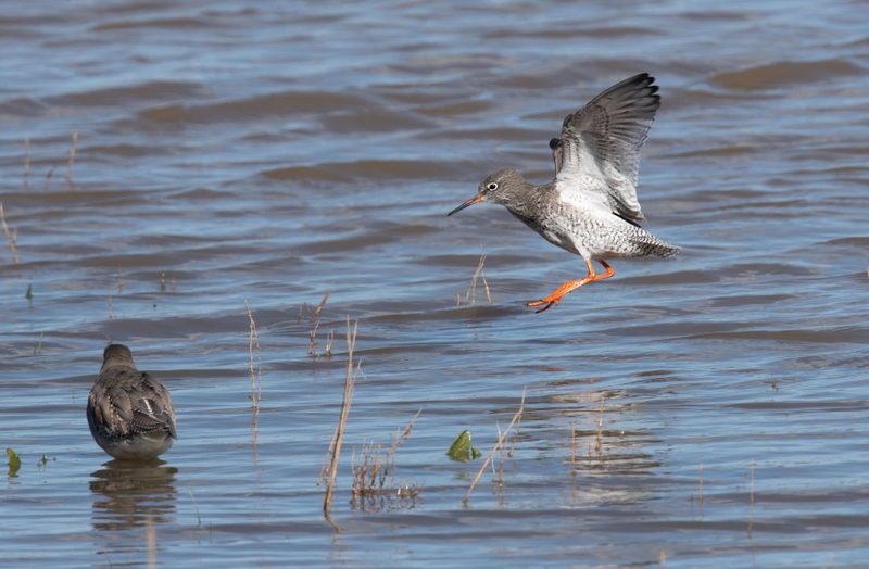 Common Redshank - Dee Estuary - North Wales