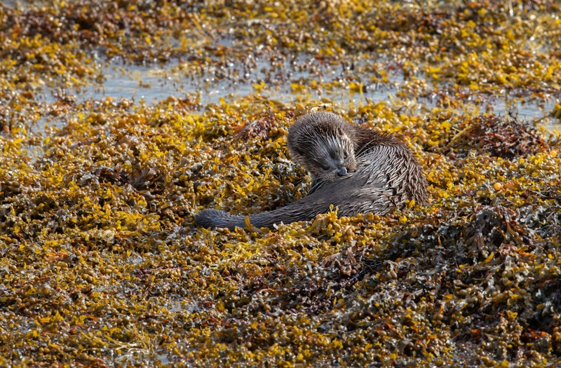 Eurasian Otter - Isle of Mull - Scotland