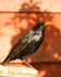 20110410-IMG_3336