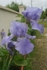 Iris 002