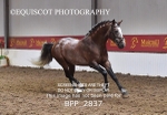BPP_2837