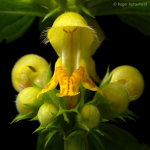 Yellow Archangel (02)