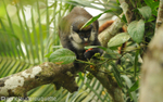 Red tailed monkey