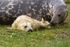 Grey Seal And Her Pup