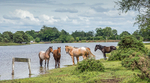 New Forest Ponies
