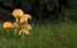 Fungi at Cholmondeley Castle, Cheshire