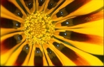 Zany Gazania!