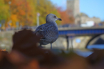 Black headed gulls on a railing in Bristol_00234