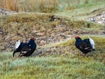 Black Grouse