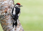 Great Spotted Woodpecker