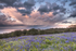 ab257 Bluebells and storm cloud Ventnor Down