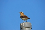 Northern Wheatear