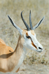 Springbok (antidorcas marsupialis) in Etosha National Park, Namibia