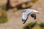 Immature Andean Gull in flight, wings down, El Tatio, Chile