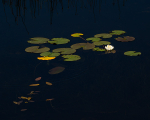 WATER LILY - BRUCE COUNTY