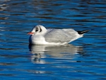 Black-headed Gull